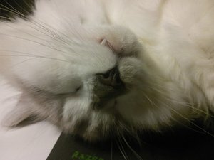 A sleeping cat aka lazy programmer